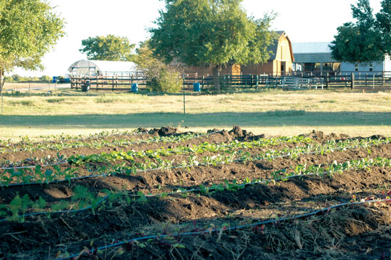 
Alexis uses this test garden to learn which crops do best before putting them into production for her CSA.
